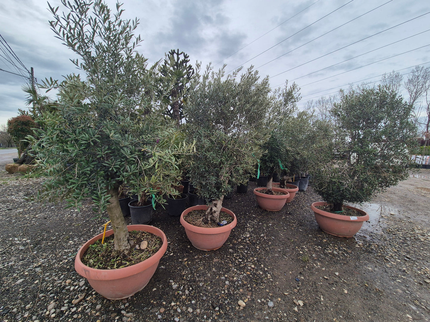 Măslin (Olea europaea) – eleganță mediteraneană 🌿