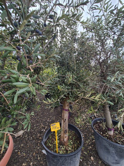Măslin matur (Olea europaea) – decor premium și aspect natural 🌿