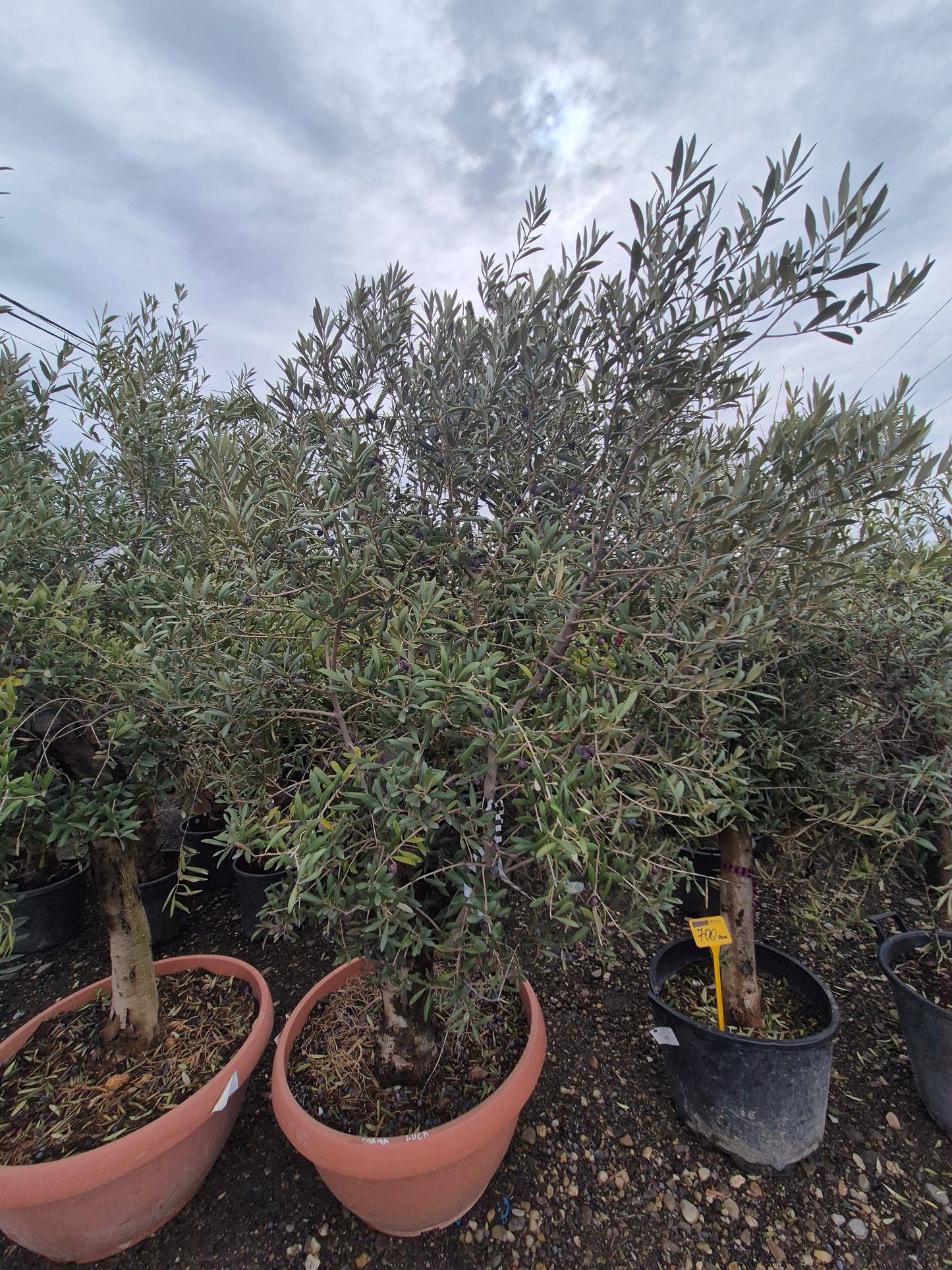 Măslin matur (Olea europaea) – decor premium și aspect natural 🌿