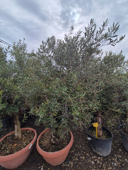 Măslin matur (Olea europaea) – decor premium și aspect natural 🌿