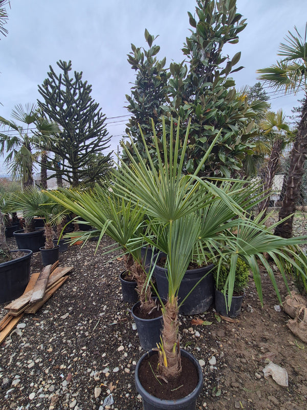 Palmier (Trachycarpus fortunei) – aspect exotic și rezistență 🌴