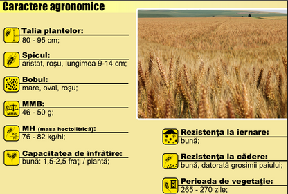 Grâu Andrada C1 - Samanta Soi Aristat Romanesc, Rezistent la Iernare si Cadere