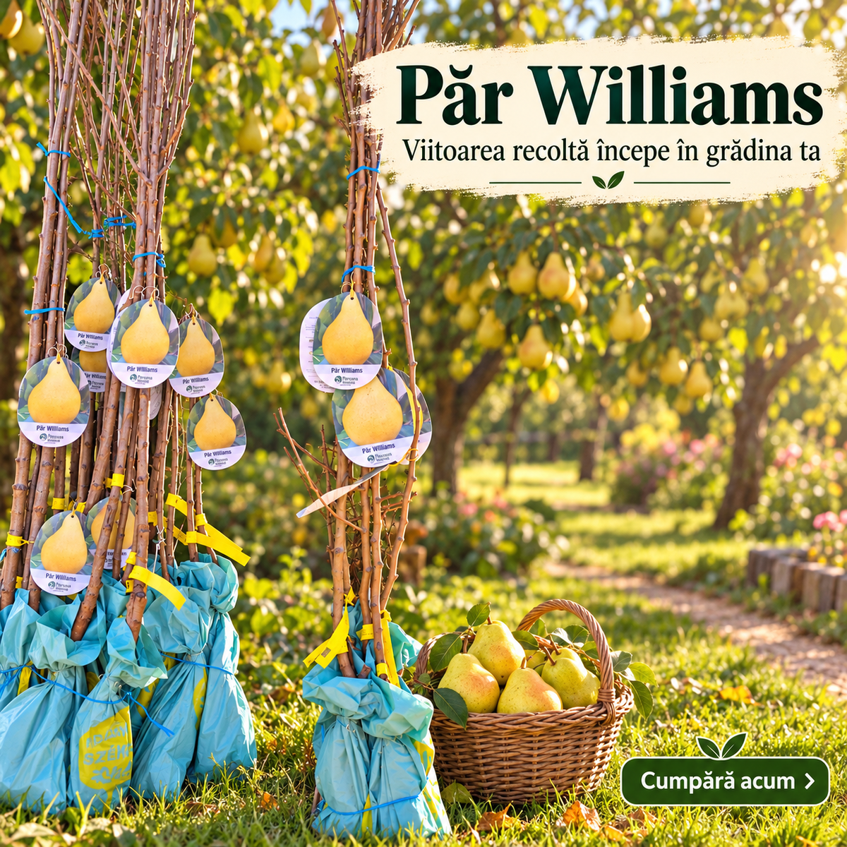 Păr Williams – Puiet Altoit pe Păr Franc, Soi de Vară-Toamnă