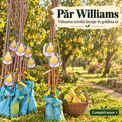 Păr Williams – Puiet Altoit pe Păr Franc, Soi de Vară-Toamnă