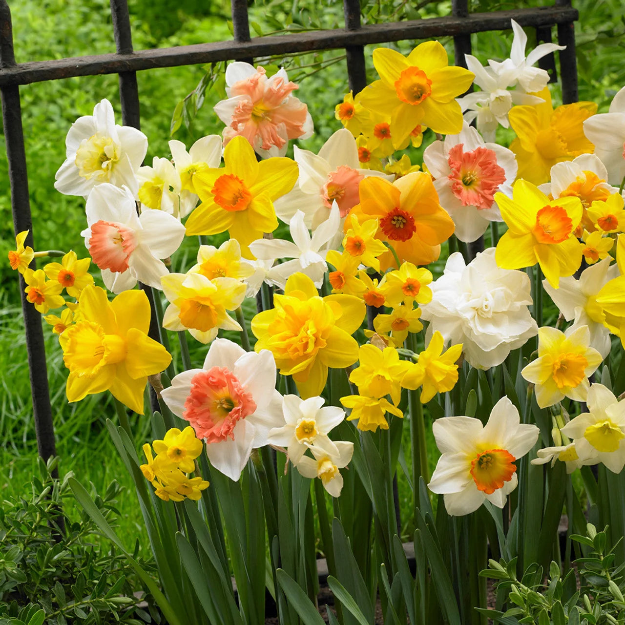 Narcise mix – Narcissus Mix Large Flowering