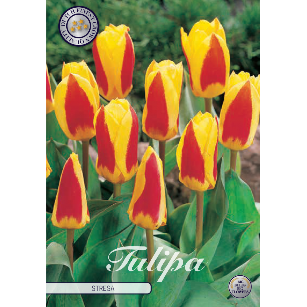 Lalea bicoloră roșu-galben – Tulipa ‘Gavota’