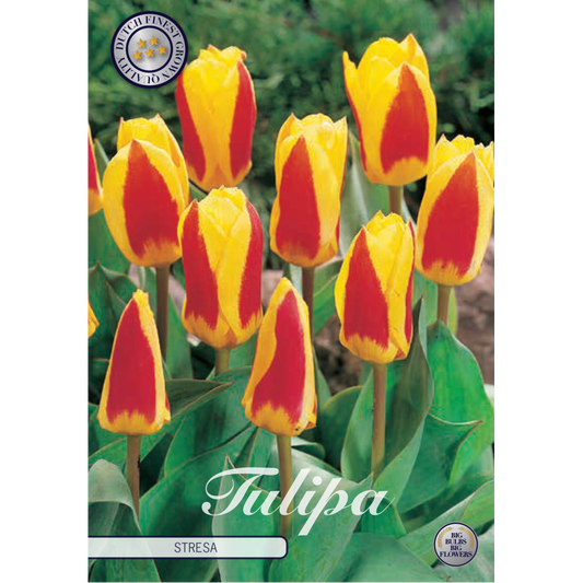 Lalea bicoloră roșu-galben – Tulipa ‘Gavota’