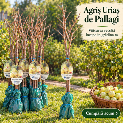 Agriș Uriaș de Pallag – Arbust Fructifer cu Fructe Foarte Mari