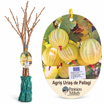 Agriș Uriaș de Pallag – Arbust Fructifer cu Fructe Foarte Mari