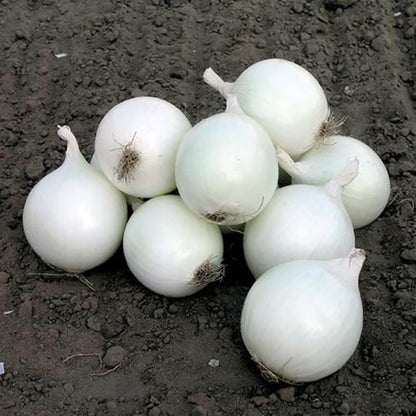 Arpagic Alb White Snowball (Olanda) - Calibru 8-21mm - Ceapa Alba, Gust Delicat, Recoltare Timpurie