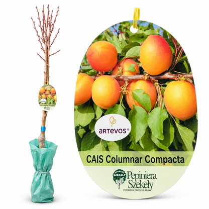 Cais Columnar Compacta – Pom Fructifer cu Coroană Îngustă pentru Grădini Mici și Terase