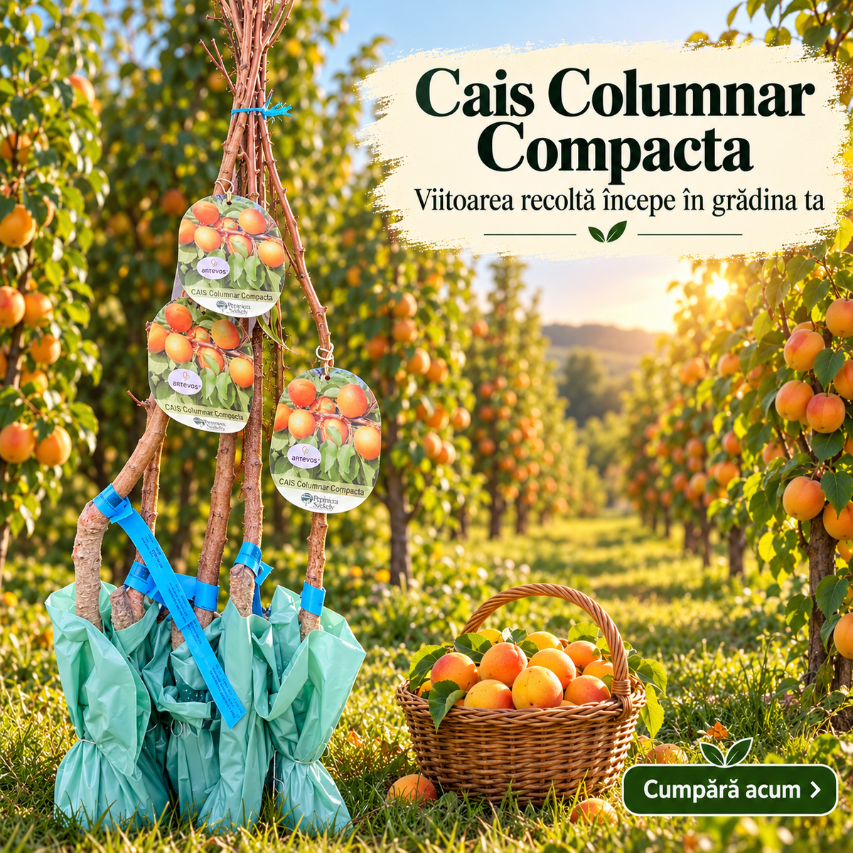 Cais Columnar Compacta – Pom Fructifer cu Coroană Îngustă pentru Grădini Mici și Terase