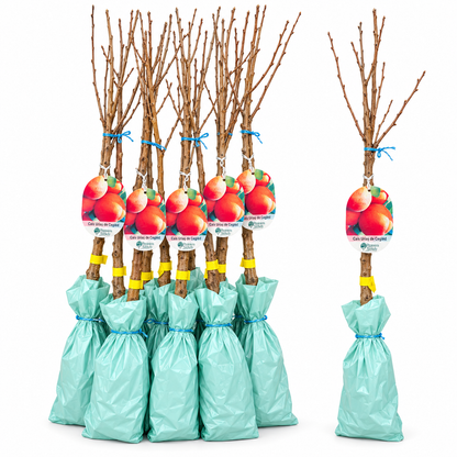 Cais Uriaș de Cegléd – Puiet cu Fructe Mari, Zemoase și Aromate