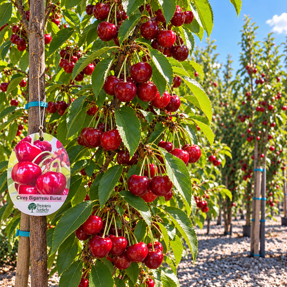 Cireș Bigarreau Burlat – Puiet Altoit pe Prunus Mahaleb, Soi Francez Productiv