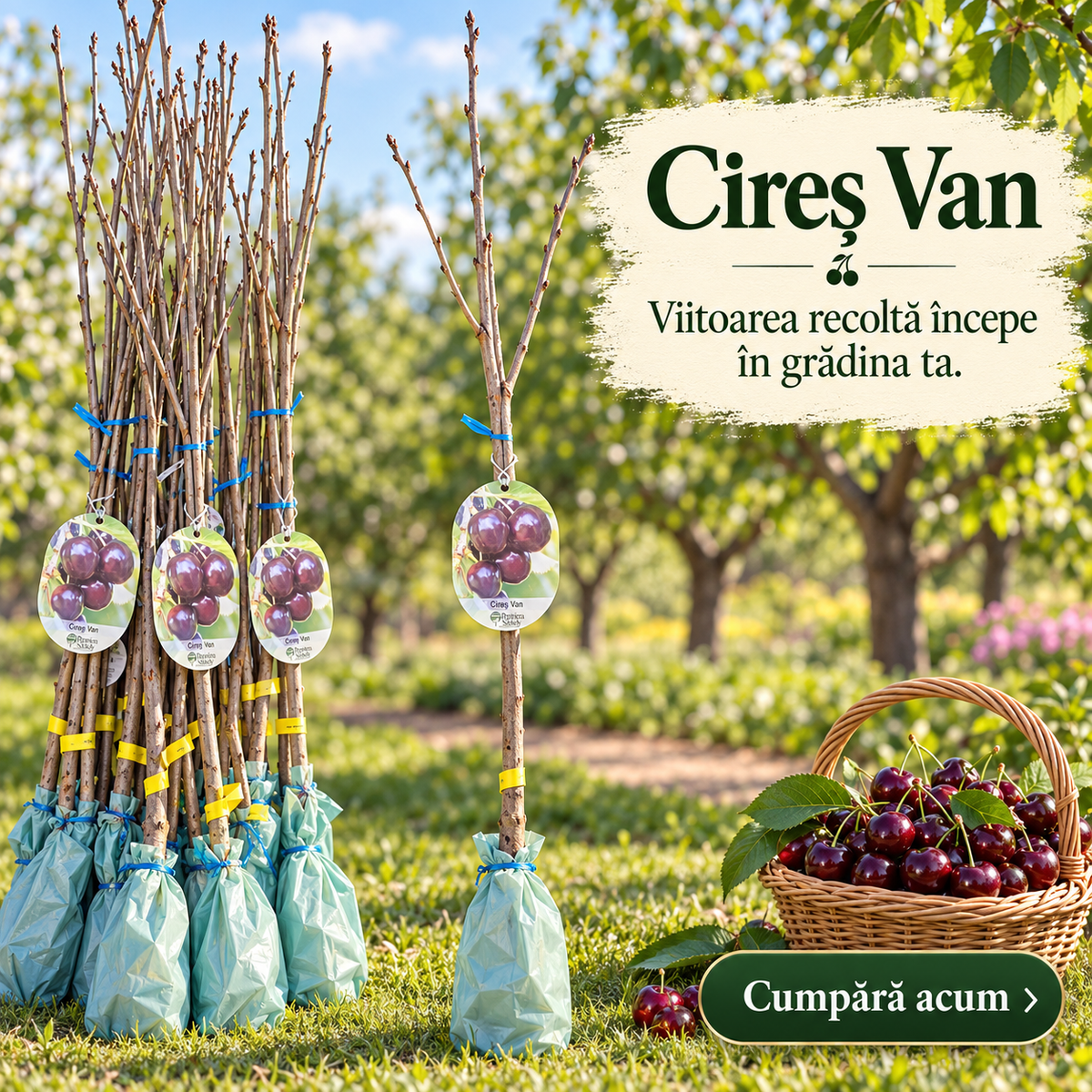 Cireș Van – Puiet Altoit pe Prunus Mahaleb, Soi Canadian Foarte Productiv