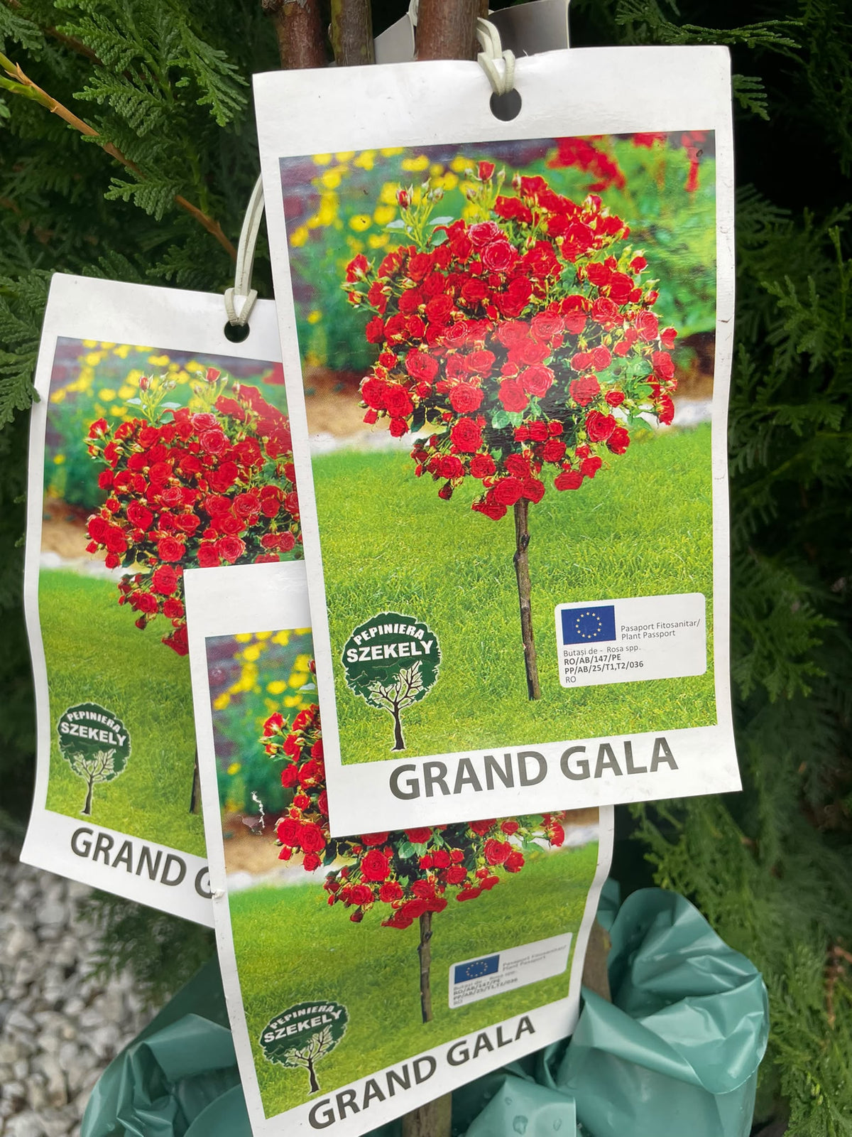 Trandafir Pomișor Grand Gala – Roșu Închis, Altoit pe Tulpină