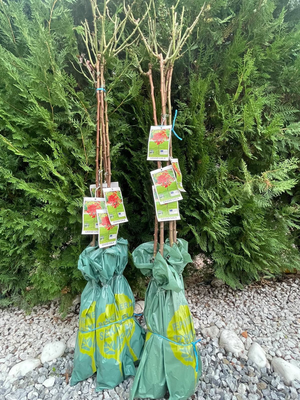 Trandafir Pomișor Grand Gala – Roșu Închis, Altoit pe Tulpină