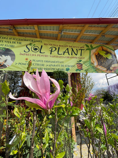 Magnolia Soulangeana