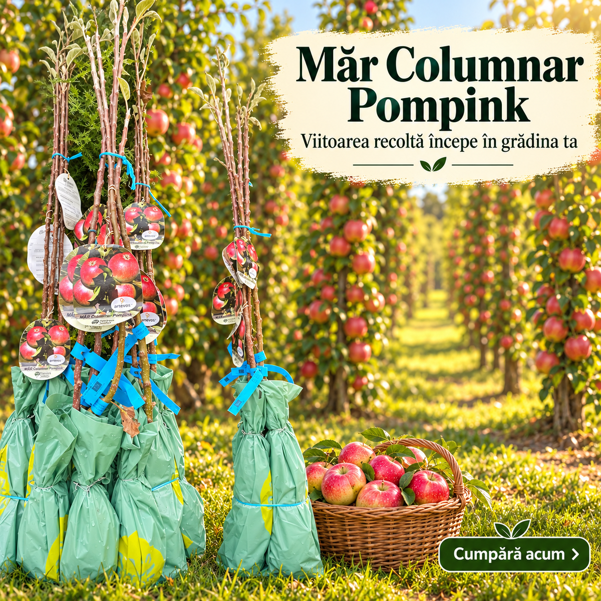 Măr Columnar Pompink – Pom Fructifer cu Coroană Îngustă pentru Grădini Mici și Terase