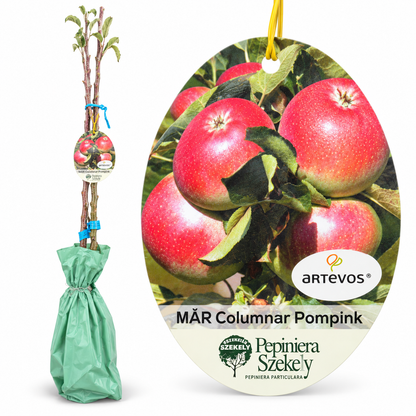 Măr Columnar Pompink – Pom Fructifer cu Coroană Îngustă pentru Grădini Mici și Terase