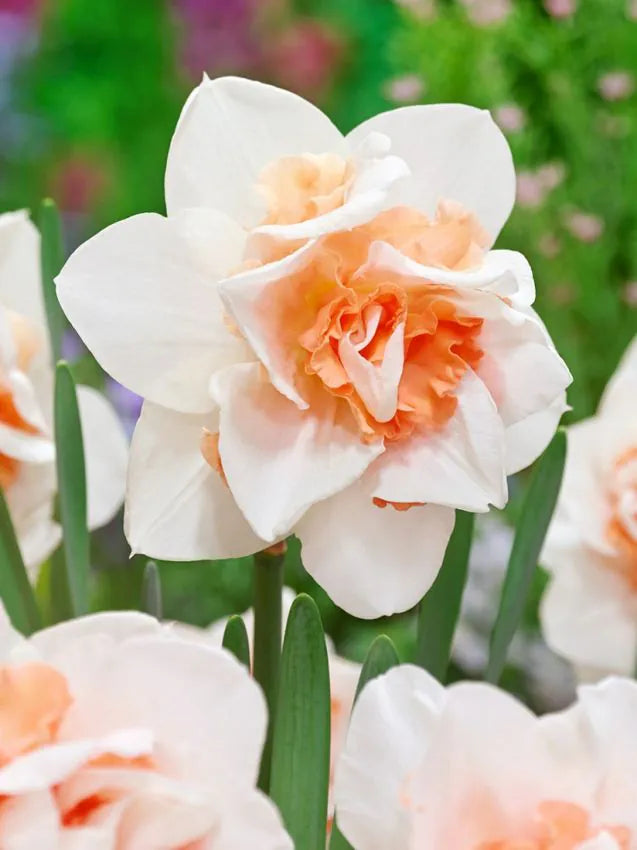 Narcisă albă cu centru roz-somon – Narcissus ‘Salome’