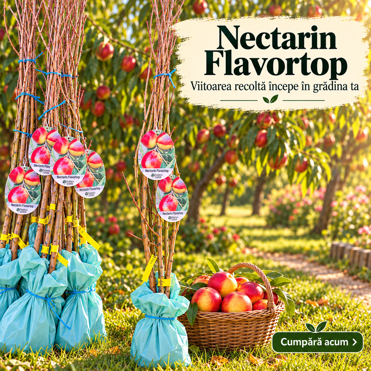 Nectarin Flavortop – Puiet Altoit pe Corcoduș, Soi Autofertil cu Fructe Mari