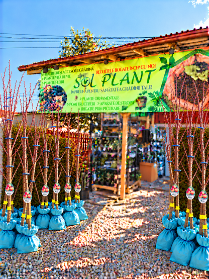 Nectarin Flavortop – Puiet Altoit pe Corcoduș, Soi Autofertil cu Fructe Mari