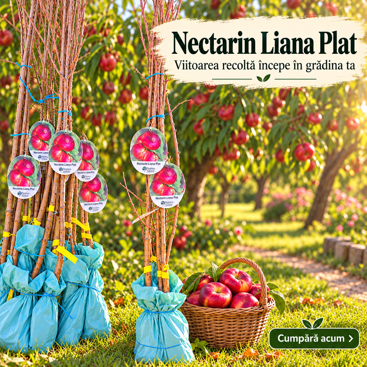 Nectarin Plat Liana – Puiet, Nectarină Turtită cu Pulpă Albă, Soi Românesc