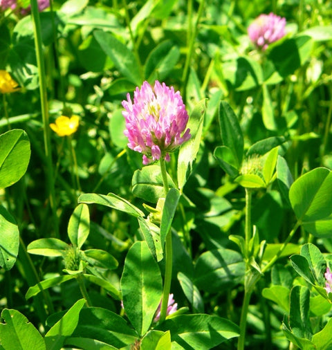 Trifoi Roșu Pasieka - Samanta Soi C1 - Diploid, Furajer, Rezistent la Seceta - Trifolium  pratense