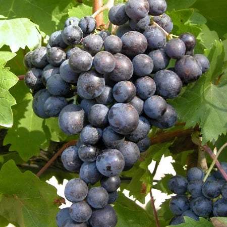 Butaș Viță-de-Vie Muscat Hamburg – Struguri de Masă cu Aromă Tămâioasă