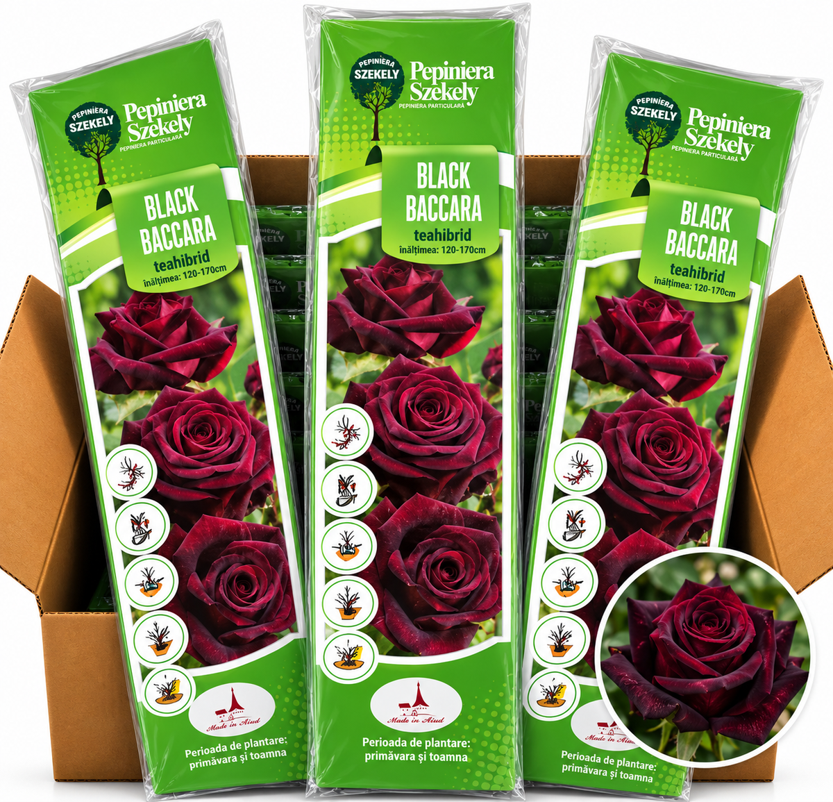 Trandafir Teahibrid Black Baccara – Roșu-Bordo Aproape Negru