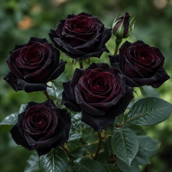 Trandafir Teahibrid Black Baccara – Roșu-Bordo Aproape Negru
