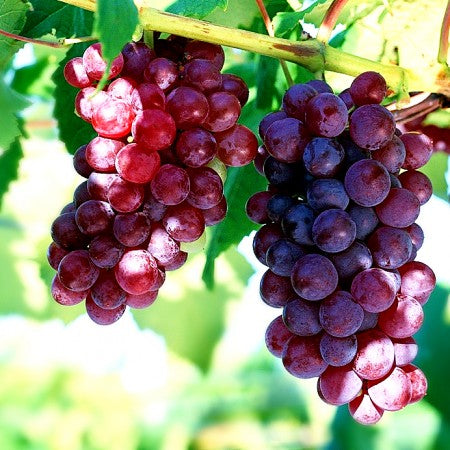 Butaș Viță-de-Vie Chasselas Rose – Struguri Roz pentru Masă și Vin