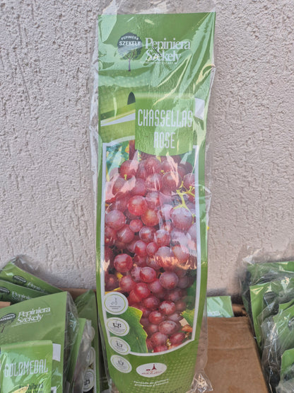 Butaș Viță-de-Vie Chasselas Rose – Struguri Roz pentru Masă și Vin