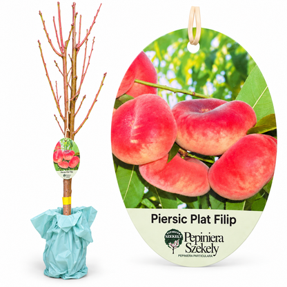 Piersic Plat Filip – Puiet, Piersică Turtită cu Pulpă Albă, Soi Românesc
