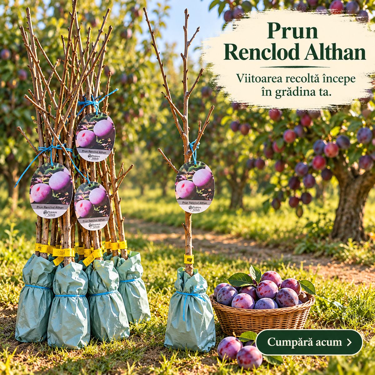 Prun Renclod Althan – Puiet Altoit pe Corcoduș, Prune Mari și Aromate