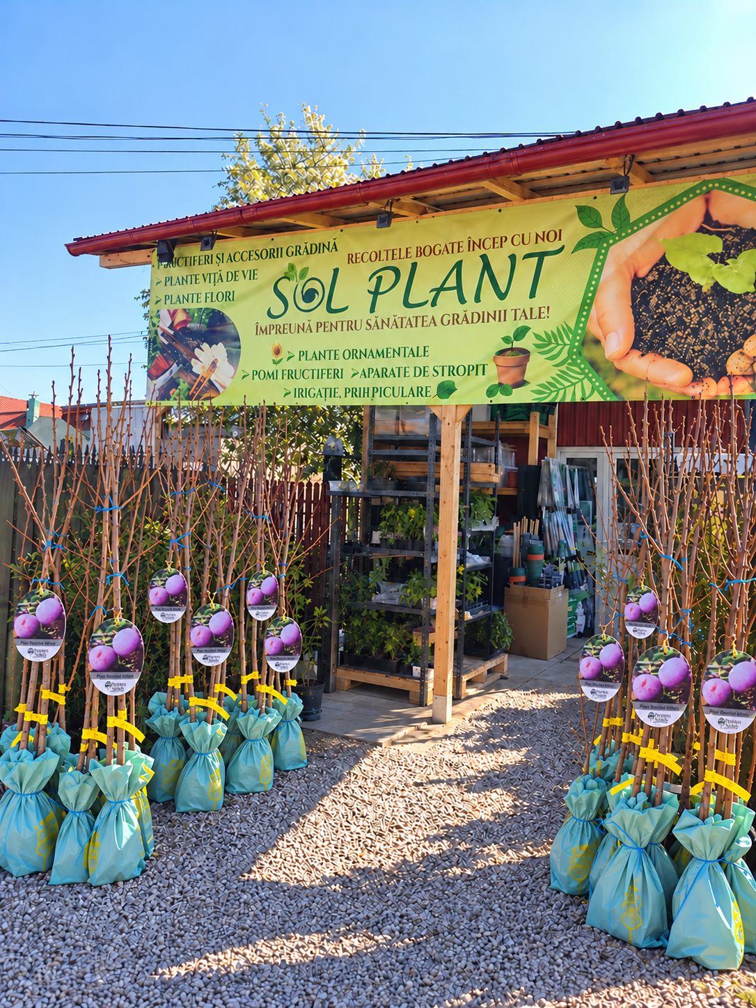 Prun Renclod Althan – Puiet Altoit pe Corcoduș, Prune Mari și Aromate