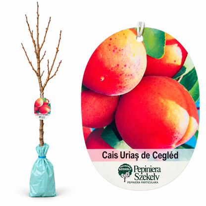 Cais Uriaș de Cegléd – Puiet cu Fructe Mari, Zemoase și Aromate