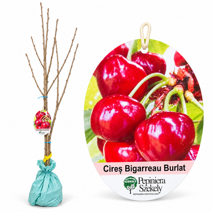 Cireș Bigarreau Burlat – Puiet Altoit pe Prunus Mahaleb, Soi Francez Productiv