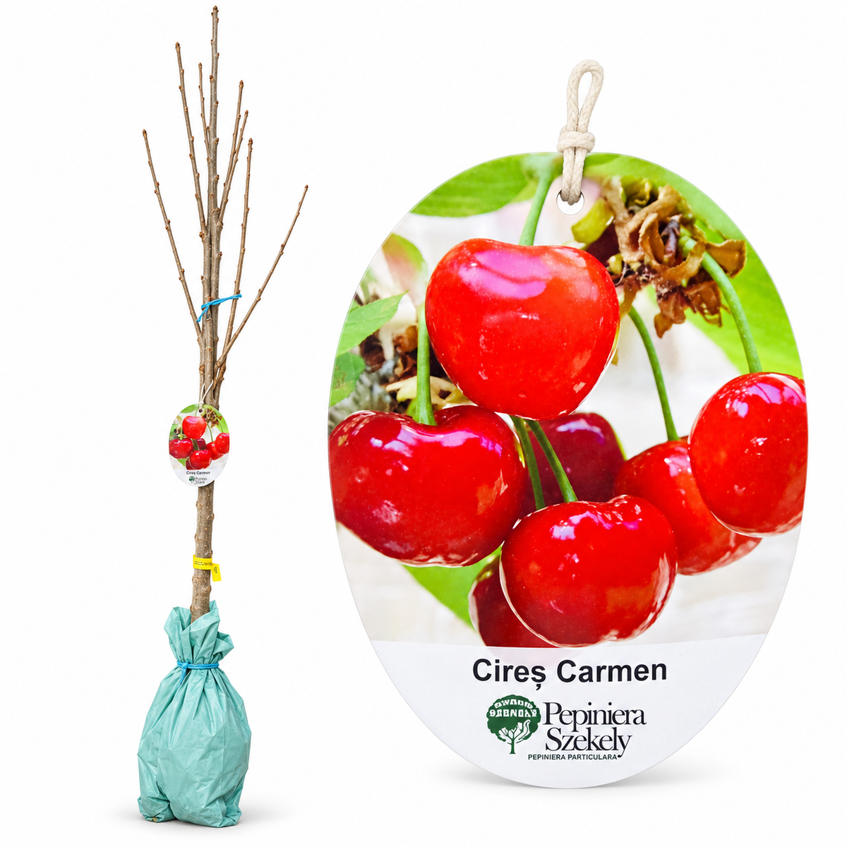 Cireș Carmen – Puiet Altoit pe Prunus Mahaleb, Fructe Foarte Mari