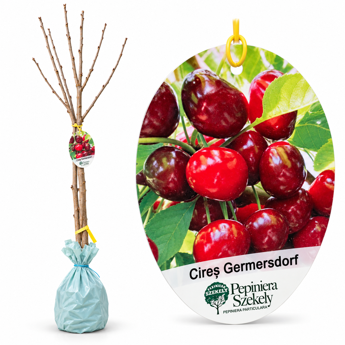 Cireș Germersdorf – Puiet Altoit pe Prunus Mahaleb, Soi German Foarte Răspândit