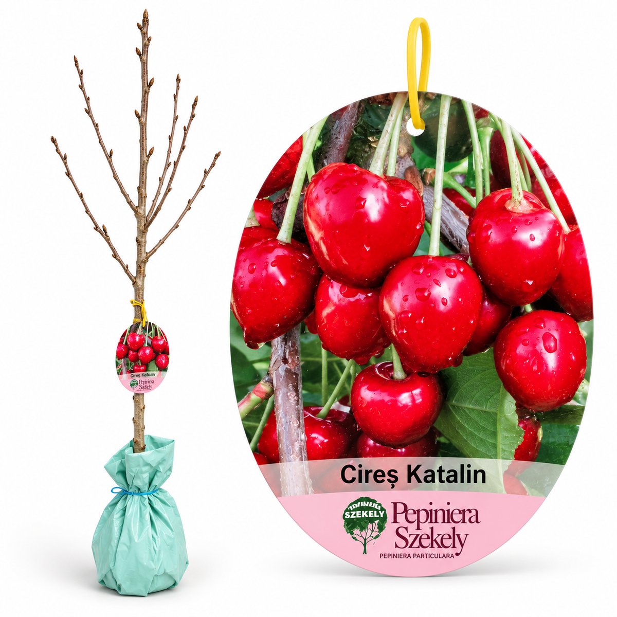 Cireș Katalin – Puiet Altoit pe Prunus Mahaleb, Soi Unguresc cu Fructe Foarte Mari