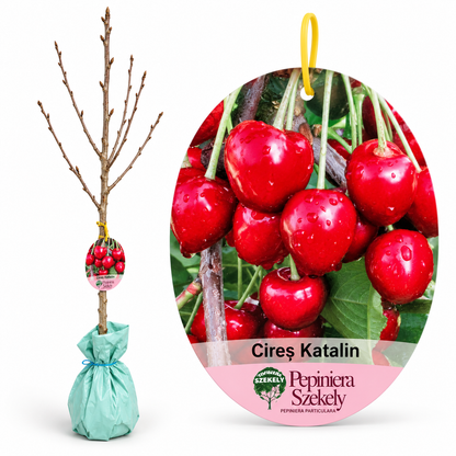 Cireș Katalin – Puiet Altoit pe Prunus Mahaleb, Soi Unguresc cu Fructe Foarte Mari