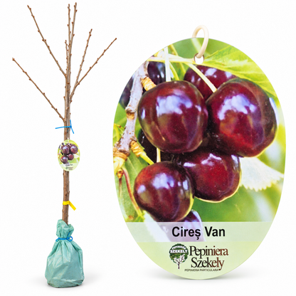 Cireș Van – Puiet Altoit pe Prunus Mahaleb, Soi Canadian Foarte Productiv