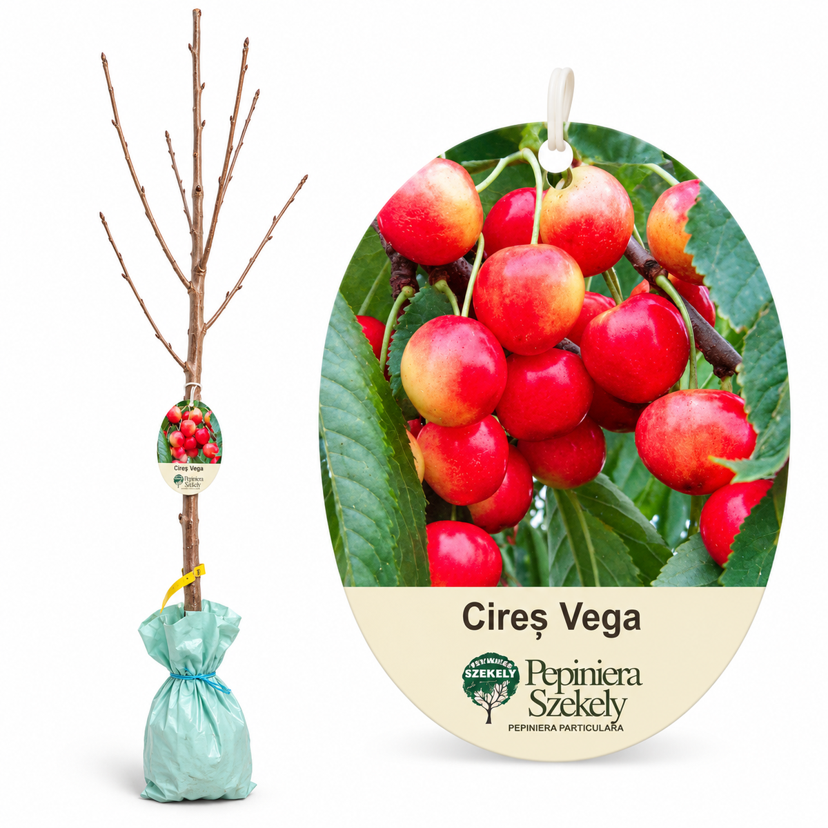 Cireș Vega – Puiet Altoit pe Prunus Mahaleb, Soi Românesc Productiv