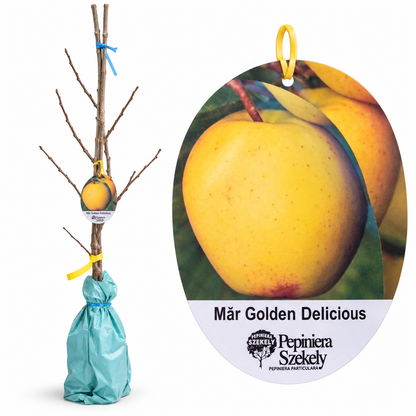 Măr Golden Delicious – Puiet Altoit pe M9, Soi American