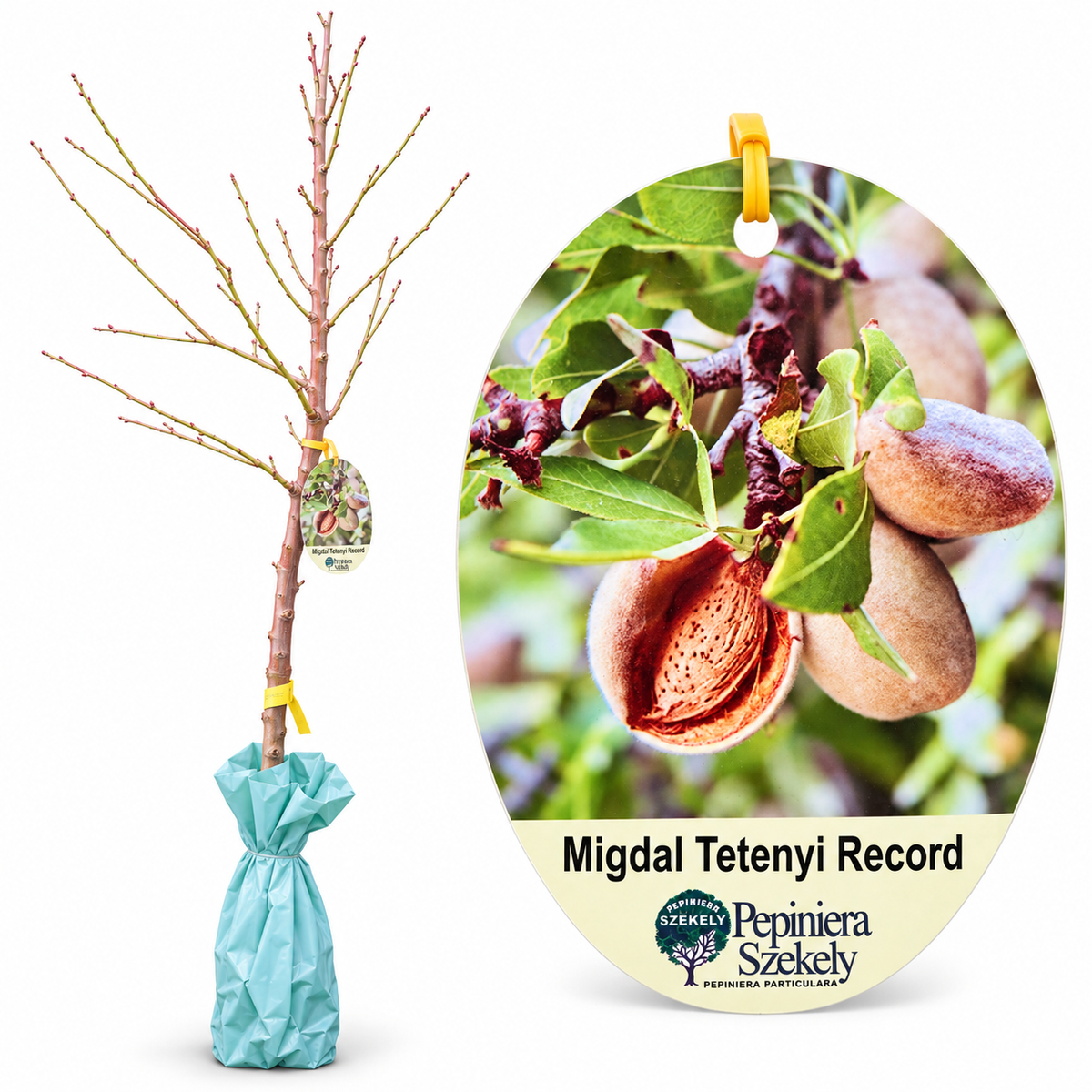 Migdal Tétényi Record – Puiet Altoit pe Corcoduș, Soi Productiv cu Sâmburi Dulci