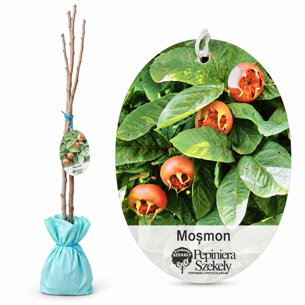 Moșmon (Mespilus germanica) – Pom Fructifer Autofertil, Fruct de Iarnă