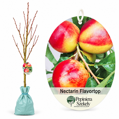Nectarin Flavortop – Puiet Altoit pe Corcoduș, Soi Autofertil cu Fructe Mari