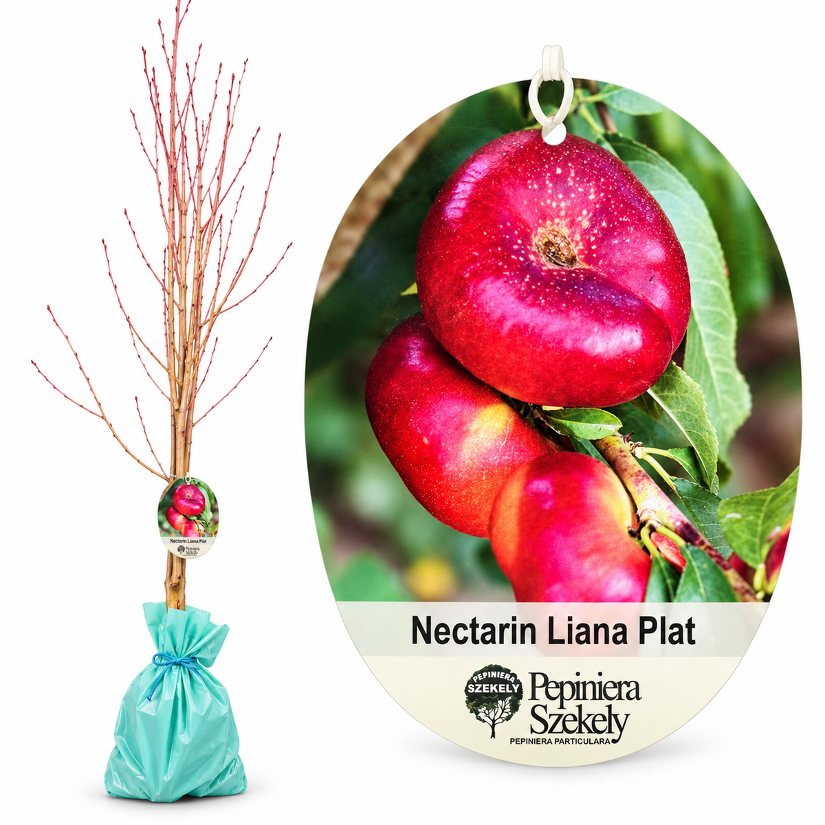 Nectarin Plat Liana – Puiet, Nectarină Turtită cu Pulpă Albă, Soi Românesc